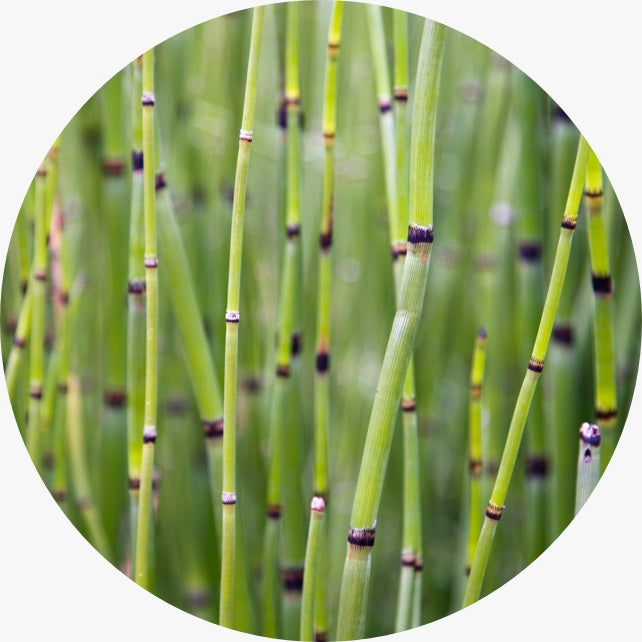 Horsetail Ingredient