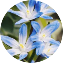 Apricot_and_Starflower_Oils