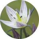 swertia-flower-extract-ingredient
